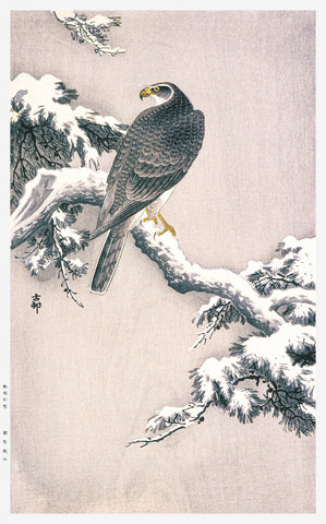 Goshawk on Snow-covered Pine Bough by Ohara Koson (1877–1945)