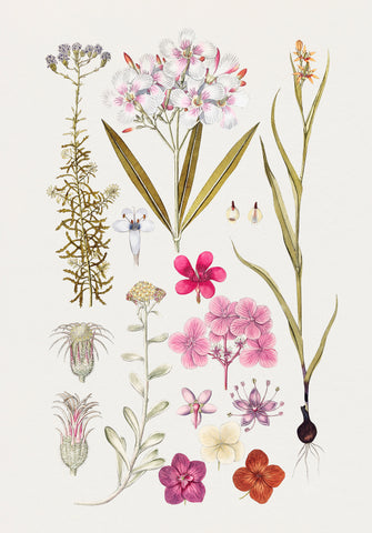 Hand drawn pink flowers. Original from Biodiversity Heritage Library