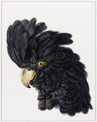 Head of a Cockatoo (1725 - 1792) by Aert Schouman