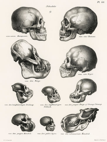 Human Monkey and Ape Skulls (1845) by Schinz de Visser : College Ruled Notebook: From Volledige Natuurlijke Historie der Zoogdieren