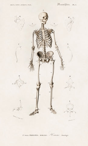 Human skeleton illustrated by Charles Dessalines D' Orbigny (1806-1876)