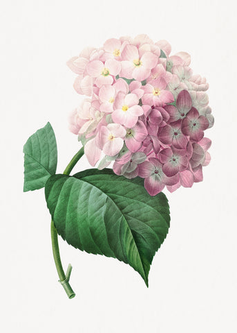 Hydrangea by Pierre-Joseph Redouté (1759–1840)