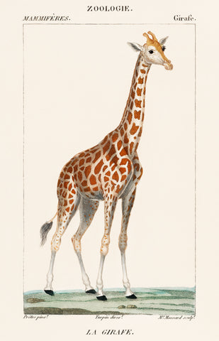 Illustration of a giraffe from Dictionnaire des Sciences Naturelles by Pierre Jean Francois Turpin (1840)