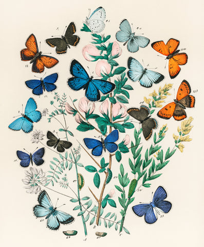 Illustrations from the book European Butterflies and Moths (1882) by William Forsell Kirby
