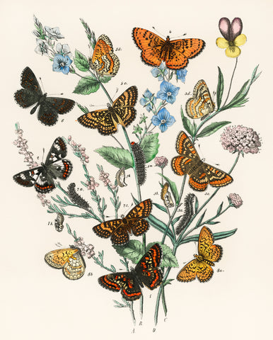 Illustrations from the book European Butterflies and Moths by William Forsell Kirby (1882)