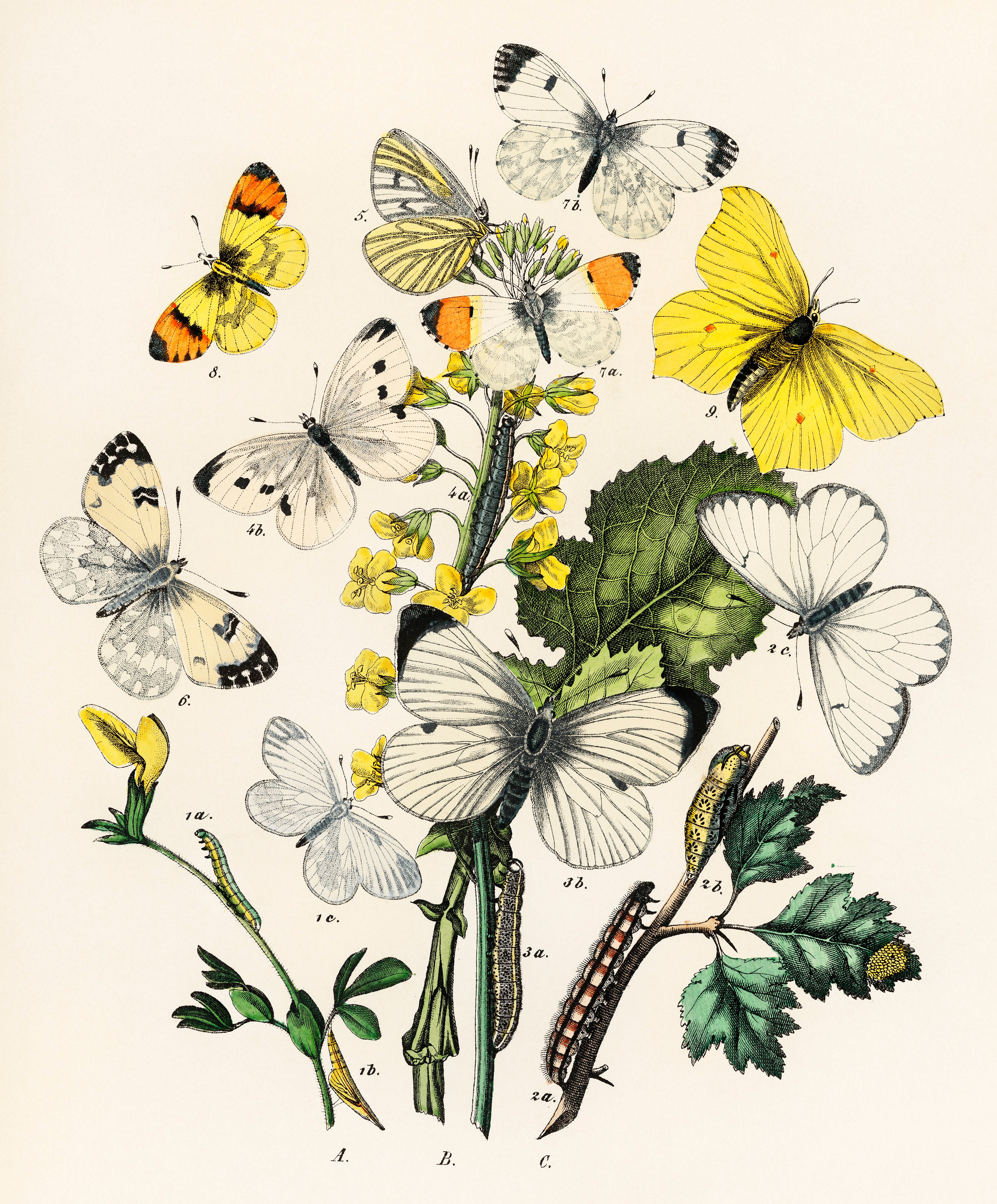 メル60452　Encyclopedia of Butterflies The illustrated encyclopedia of butterflies & moths | Amazon.com.br