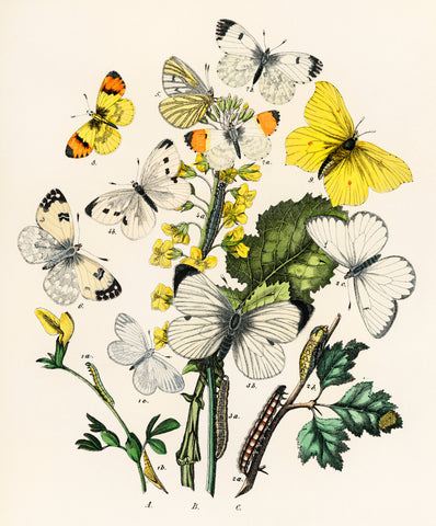 Illustrations from the book European Butterflies and Moths by William Forsell Kirby (1882)