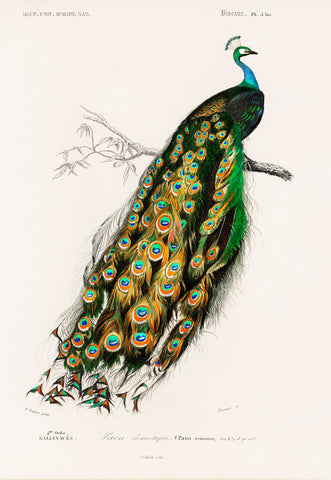 Indian peafowl (Pavo Cristatus) illustrated by Charles Dessalines D' Orbigny (1806-1876)