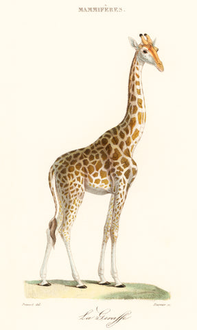La Giraffe (1837) by Florent Prevos (1794-1870)
