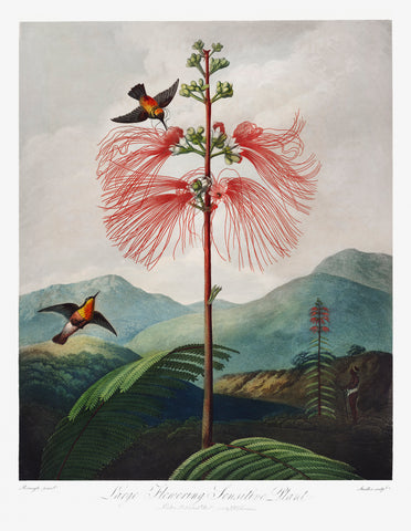 Large–Flowering Sensitive Plant from The Temple of Flora (1807) by Robert John Thornton
