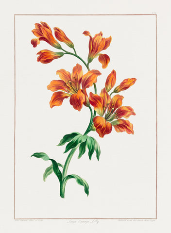 Large Orange Lily (1786) by John Edwards