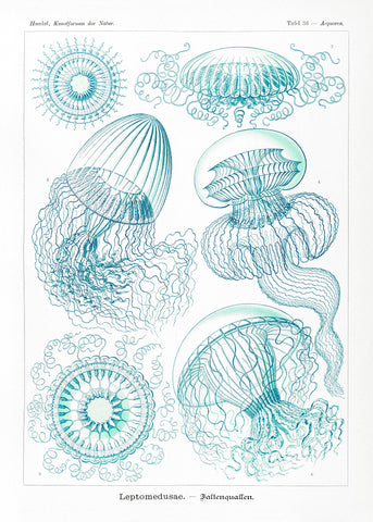 Leptomedusae–Faltenquallen from Kunstformen der Natur (1904) by Ernst Haeckel