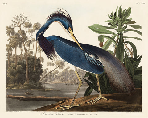 Louisiana Heron from Birds of America (1827) by John James Audubon, etched by William Home Lizars