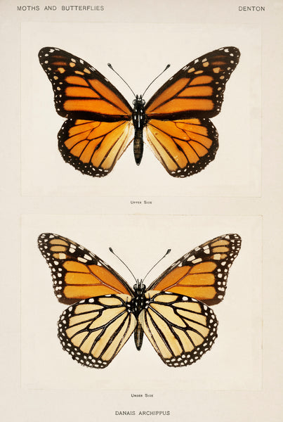 Monarch Butterfly (Danais Archippus) from Moths and butterflies of the United States (1900) by Sherman F. Denton (1856-1937)