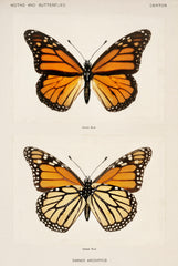 Monarch Butterfly (Danais Archippus) from Moths and butterflies of the United States (1900) by Sherman F. Denton (1856-1937)