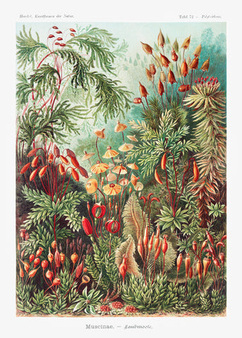 Muscinae–Laubmoose / A. Giltsch, gem from Kunstformen der Natur (1904) by Ernst Haeckel