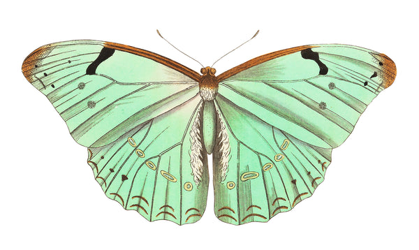 Papilio laertes or Laertes butterfly illustration from The Naturalist's Miscellany (1789-1813) by George Shaw (1751-1813)