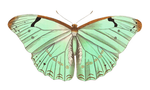 Papilio laertes or Laertes butterfly illustration from The Naturalist's Miscellany (1789-1813) by George Shaw (1751-1813)