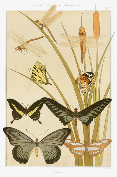 Papillons from L'animal dans la décoration (1897) illustrated by Maurice Pillard Verneuil