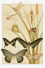 Papillons from L'animal dans la décoration (1897) illustrated by Maurice Pillard Verneuil