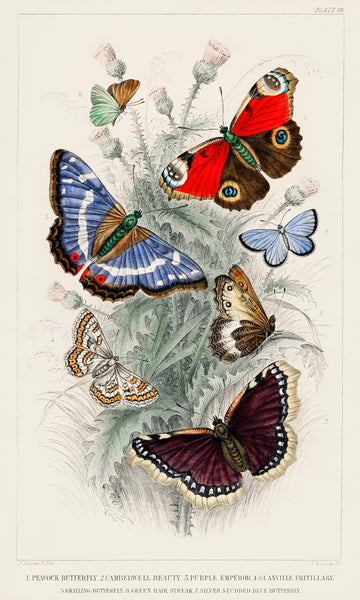 Peacock butterfly, camberwall beauty, purple emperor, Glanville fritillary, grayling butterfly, green hair streak, and silver studded blue butterfly.