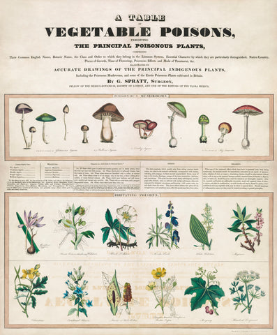 Poisonous mushrooms: Irritating poisons' by George Edward Madeley (1840–1850)