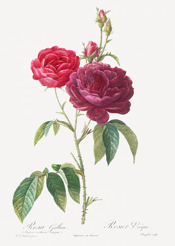 Purple French Rose, Rosa gallica purpuro-violacea magna from Les Roses (1817–1824) by Pierre-Joseph Redouté