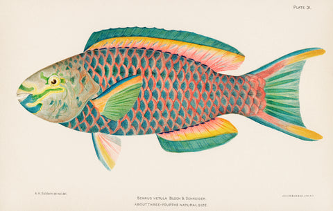 Rare Antique Tropical Fish Queen Parrot by Henry Baldwin (1899), a beautifully colored exotic fish isolated