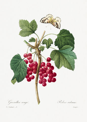 Red Currant from Choix des plus belles fleurs (1827) by Pierre-Joseph Redouté