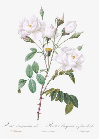Rosa campanulata alba also known as Pink Bellflowers to White Flowers from Les Roses (1817–1824) by Pierre-Joseph Redouté