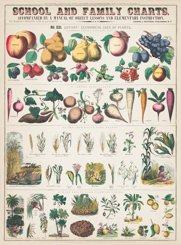 School and family charts, No. XXI. botanical: economical uses of plants (c.1890) print by Marcius Willson and Norman A. Calkins