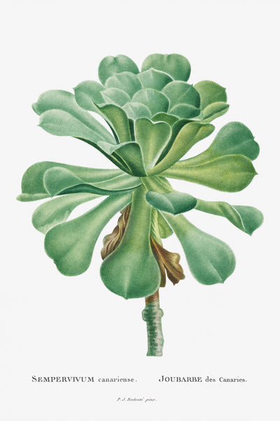 Sempervivum Canariense Image from Histoire des Plantes Grasses (1799) by Pierre-Joseph Redouté