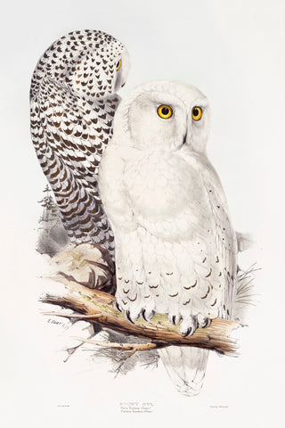 Snowy Owl (1832–1837) print in high resolution, by John Gould, Edward Lear and Charles Joseph Hullmandel