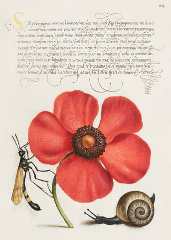 Terrestrial Mollusk, Poppy Anemone, and Crane Fly from Mira Calligraphiae Monumenta
