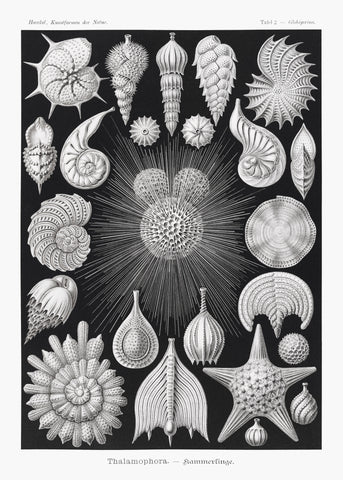 Thalamophora–Kammerlinge from Kunstformen der Natur (1904) by Ernst Haeckel