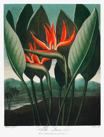 The Queen–Plant from The Temple of Flora (1807) by Robert John Thornton