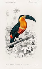Toucan (Ramphastos) illustrated by Charles Dessalines D' Orbigny (1806-1876)