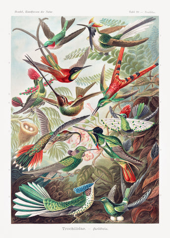 Trochilidae–Kolibris from Kunstformen der Natur (1904) by Ernst Haeckel