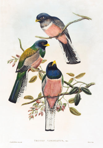 Trogan variegatus (1804–1908) by John Gould and William Matthew Hart