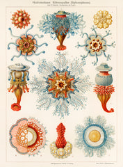 Vintage jellyfish illustration wall art print and poster design remix from original artwork | Mapworld