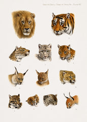 Wild animal, safari lithograph of The Great and Small Game of India, Burma, & Tibet by Richard Lydekker
