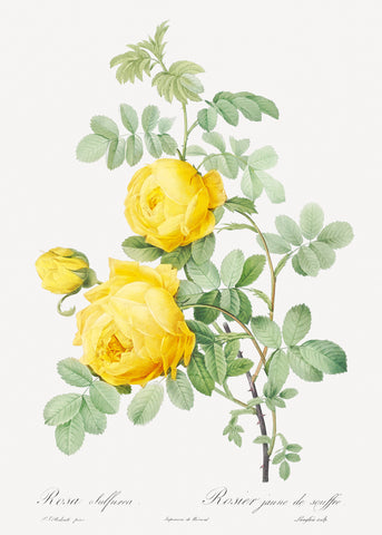 Yellow Rose of Sulfur from Les Roses (1817–1824) by Pierre-Joseph Redouté