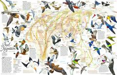 Birds Migration of the Eastern Hemisphere by National Geographic Wall Map