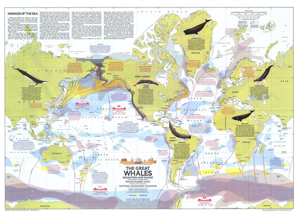 Great Whales, Migration and Range - Published 1976 by National Geographic